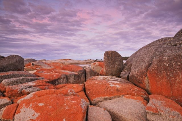 Red Lichen on Rocks, Bay of Fires, Bay of Fires Conservation Area, Tasmania, Australia