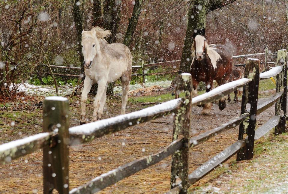 Blue, a Quarter Horse, left, and Rowena, a Gypsy Vanner, run in a spring snow April 16, 2021, to get some hay from owner Kathy Daudish of Colchester. The snow quickly turned to rain by mid-morning.