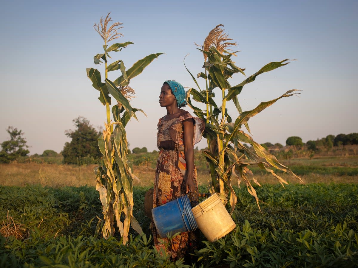 Dorotea, a mother of seven, waters her potato field near Maratane refugee settlement in Nampula Province, Mozambique (Hélène Caux/UNHCR)