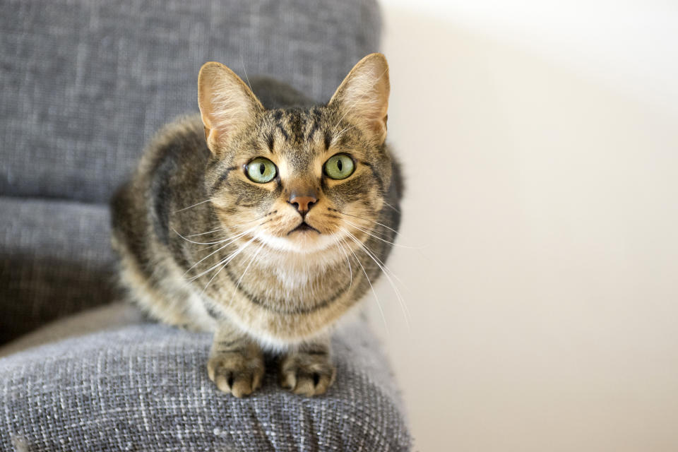 Hauskatzen mussten einen Preis für ihre Domestizierung zahlen (Symbolbild: Getty Images(