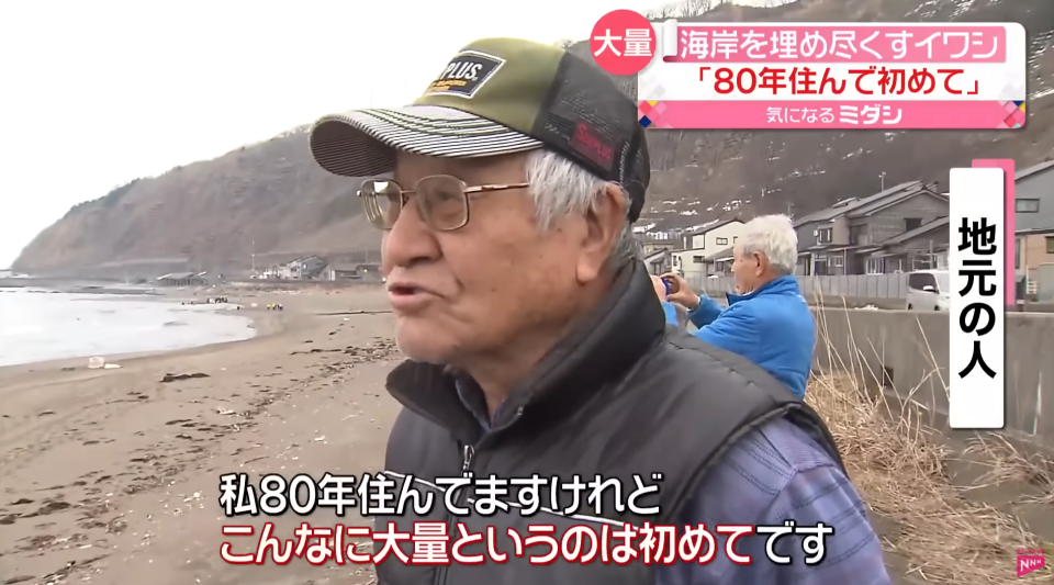 Travel hot topics｜Sardine carcasses appear in Hakodate, Hokkaido! 1.5 kilometers long Netizen: Is it a precursor to an earthquake?Check out earthquake survival tips and disaster prevention app recommendations