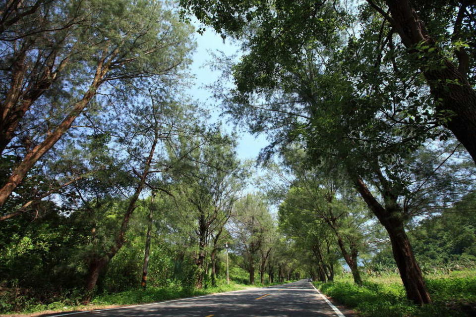 武陵綠色隧道（圖片來源：台東觀光旅遊網）