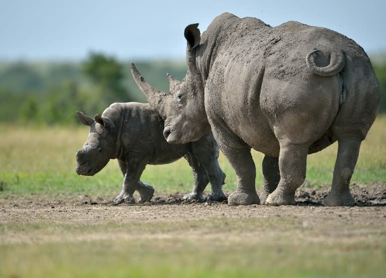 Rhinoceros and elephants are seen as the "charismatic" species that draw attention to the problem of poaching but are also the animals most targeted by poachers