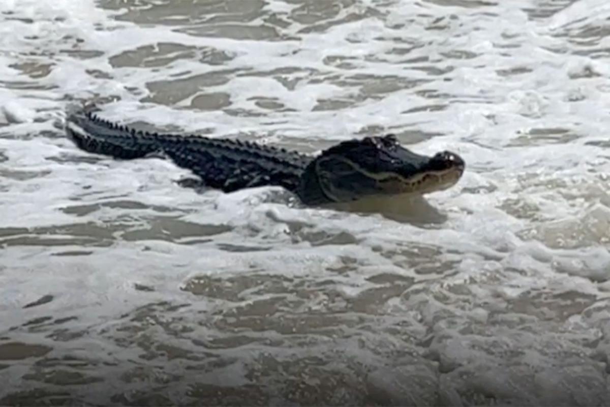 Un enorme cocodrilo nada fuera del océano y se dirige a la playa de Alabama sorprende a los visitantes. ¡Mira!