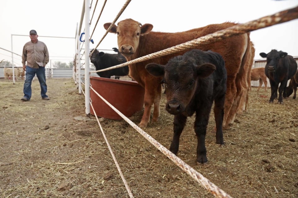 Ranch owner Kenny Zamora inspects cattle moved to his ranch by area residents fleeing wildfires outside Las Vegas, New Mexico, on Monday, May 2, 2022. Zamora says over 200 animals are on the property, with owners coming and going. County officials and charity groups are donating equipment and feed for the animals. (AP Photo/Cedar Attanasio)