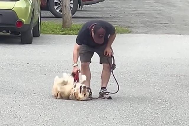 This Rolling Pet Trolley Is Going Viral on TikTok, Because We All Want to  Bring Our Dogs Everywhere