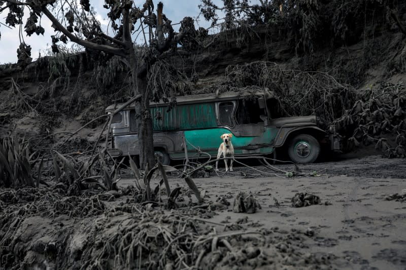 A dog left in a garage covered with ashes barks nearby the erupting Taal Volcano in Talisay