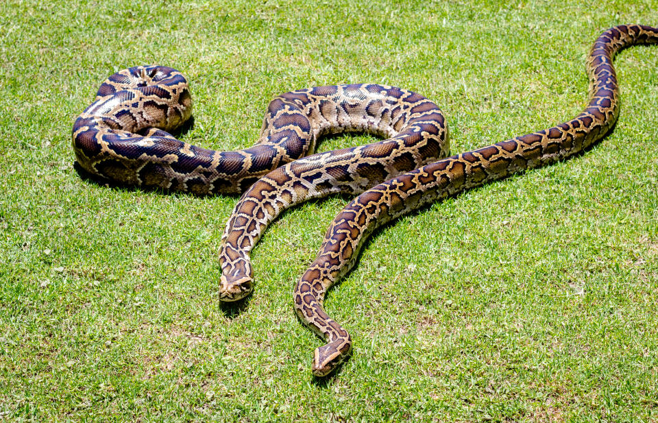 Burmese python background. Two pythons on grass