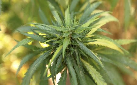 A cannabis plant grows in the Bekaa valley, Lebanon October 4, 2015. REUTERS/Alia Haju