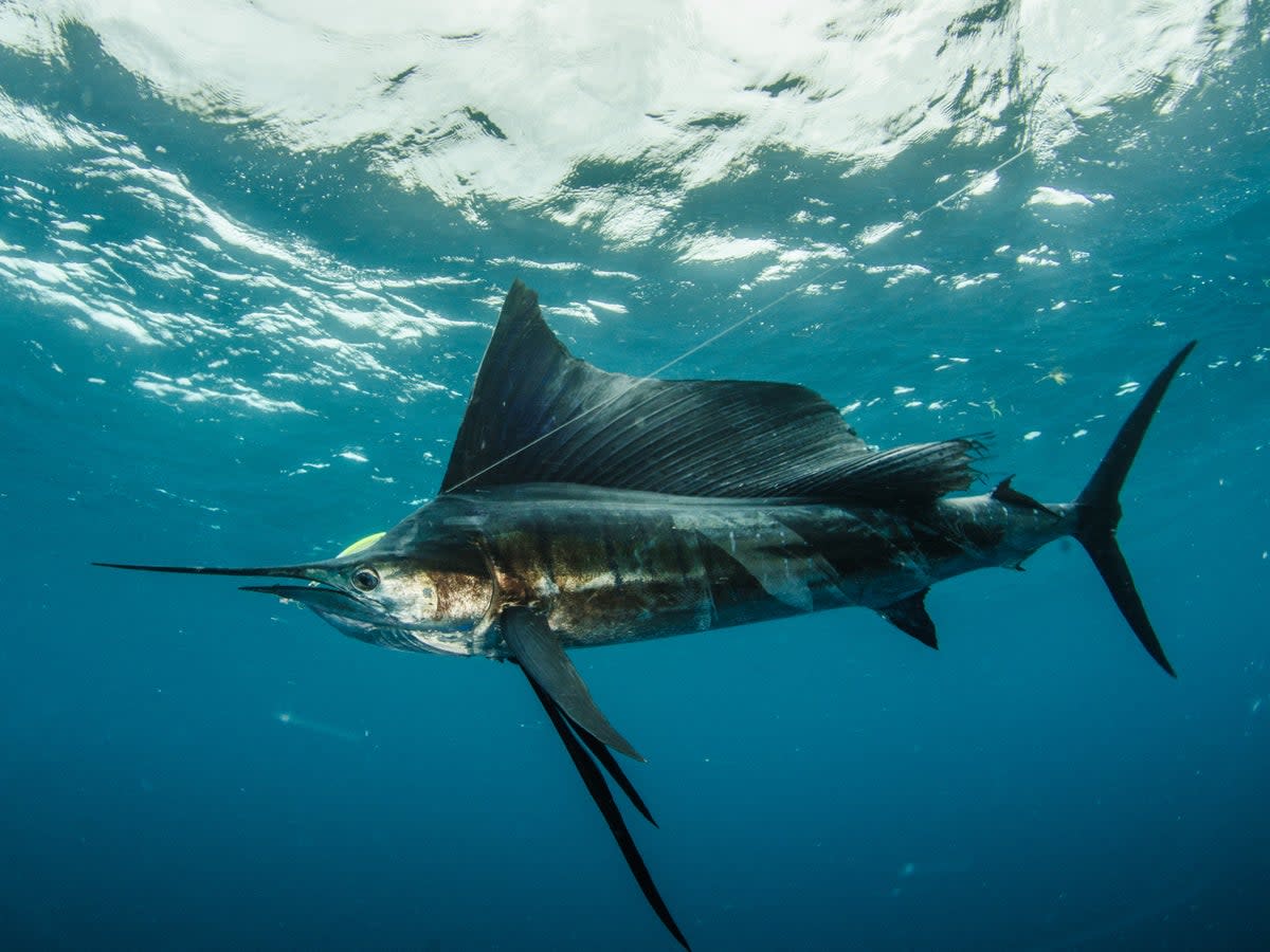 A sailfish is shown in an undated file photo (Getty Images/iStockphoto)
