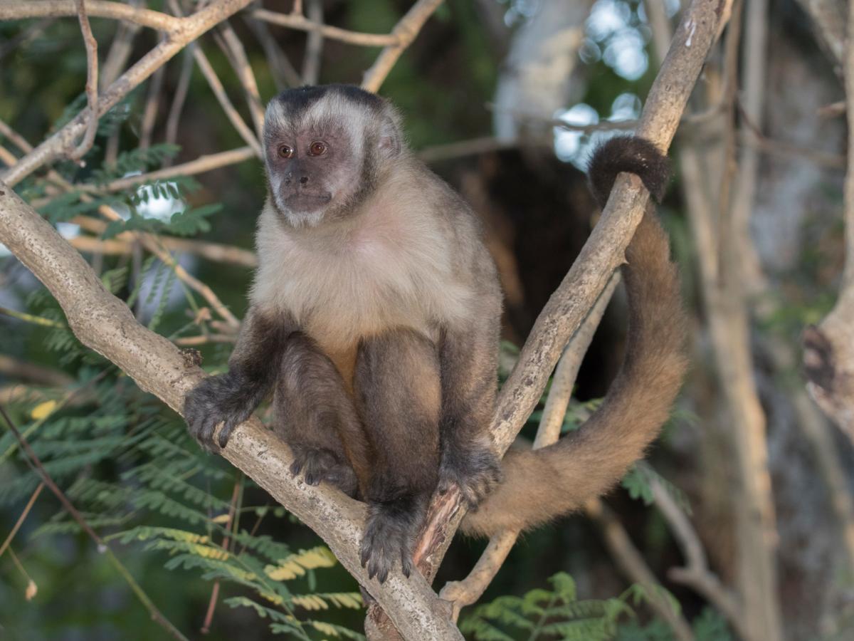 are capuchin monkeys smart