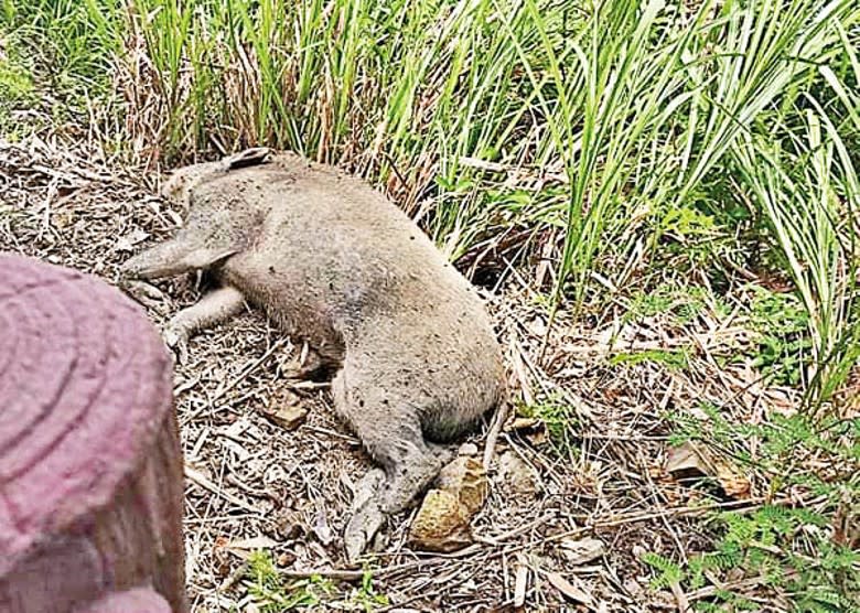 小西灣：一具在小西灣黑角徑發現的野豬屍體經化驗後驗出有非洲豬瘟病毒。
