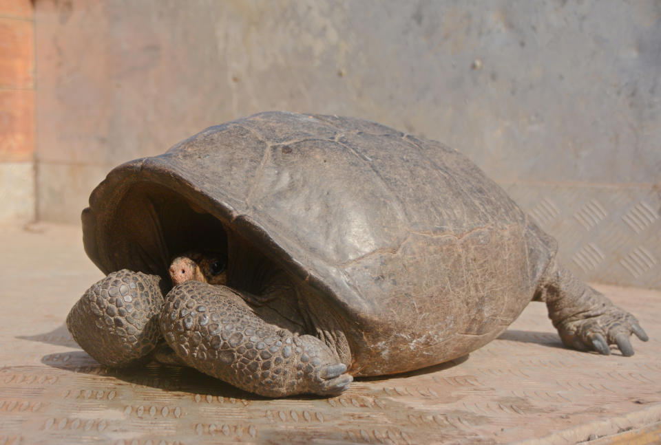 This photo released by the Galapagos National Park, a Chelonoidis phantasticus tortoise rests at Galapagos National Park in Santa Cruz Island, Galapagos Islands, Ecuador, Wednesday, Feb. 20, 2019. Park rangers and the Galapagos Conservancy found the tortoise, a species that was thought to have become extinct one hundred years ago. (Galapagos National Park via AP)