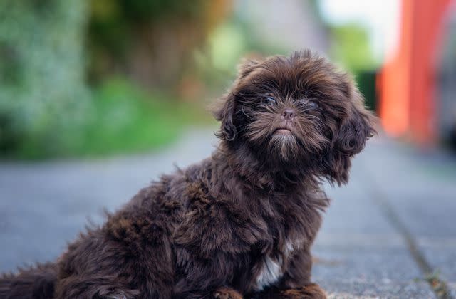 <p>Getty Images/Wirestock</p> Shih-poos can look a lot like Shih Tzus.