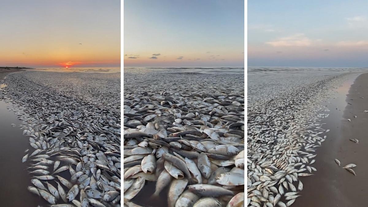 Tausende tote Fische wurden an den Stränden von Texas angespült