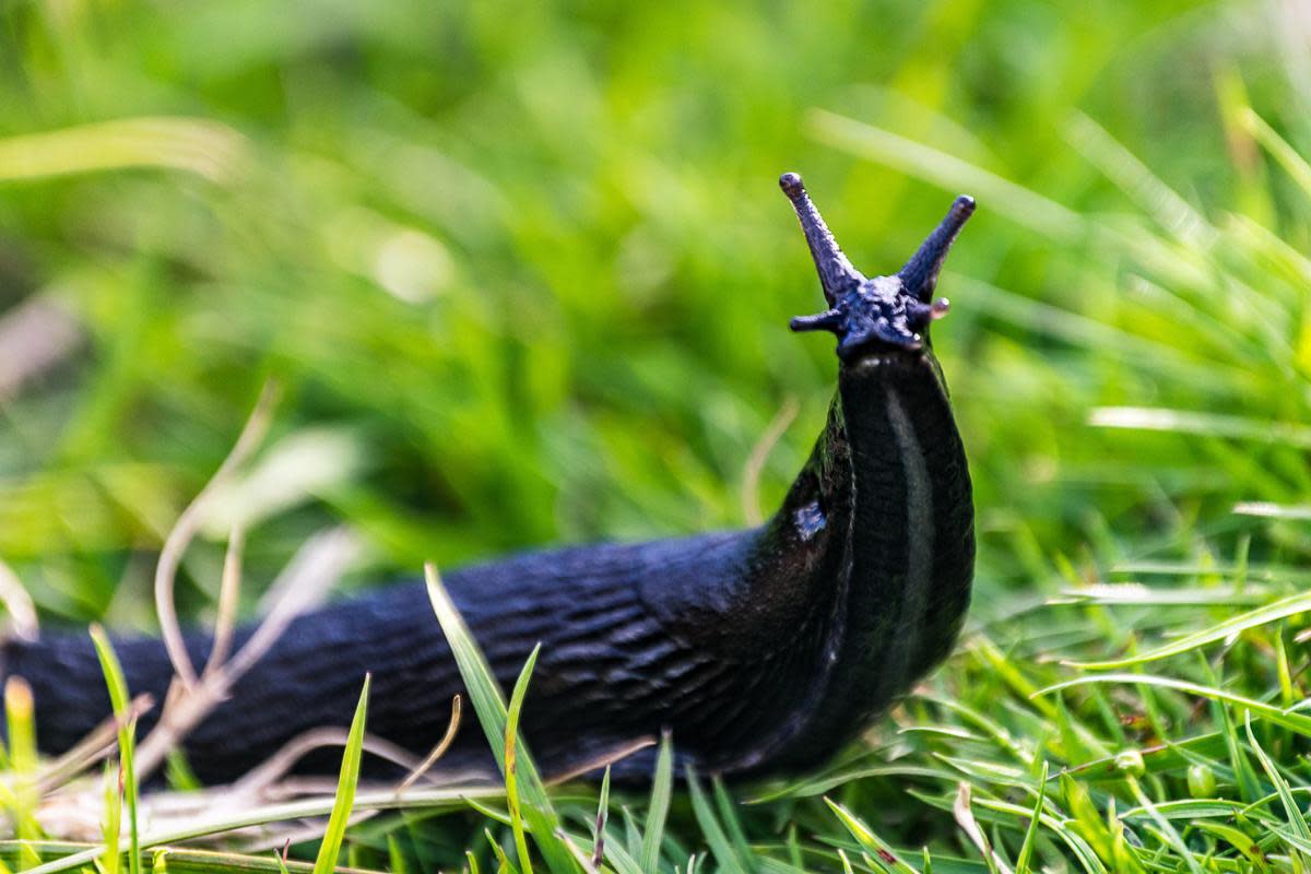 There are plenty of ways to get rid of slugs in your garden without causing them any harm <i>(Image: Getty)</i>