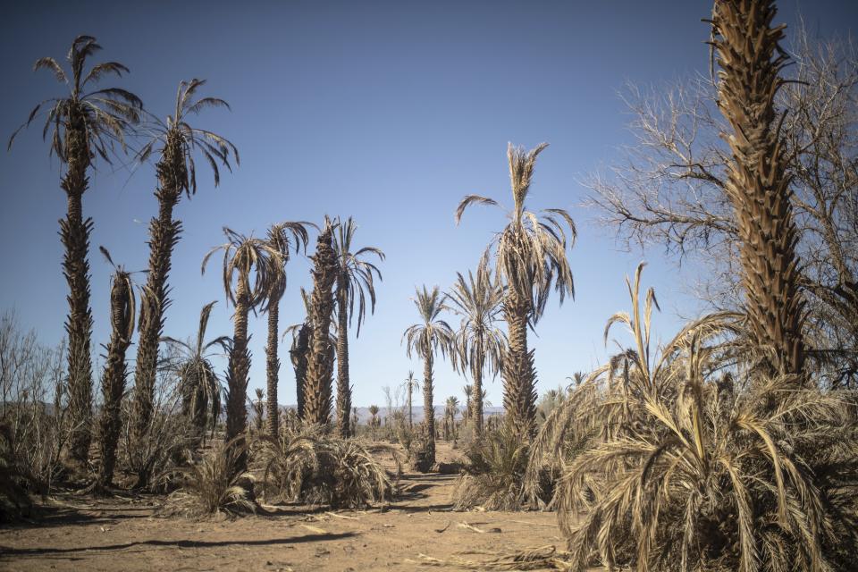 Palm trees that have died as a result of drought are visible in the Nkob town, near Zagora, Morocco, Monday, Nov. 28, 2022. The centuries-old oases that have been a trademark of Morocco are under threat from climate change, which has created an emergency for the kingdom's agriculture. (AP Photo/Mosa'ab Elshamy)