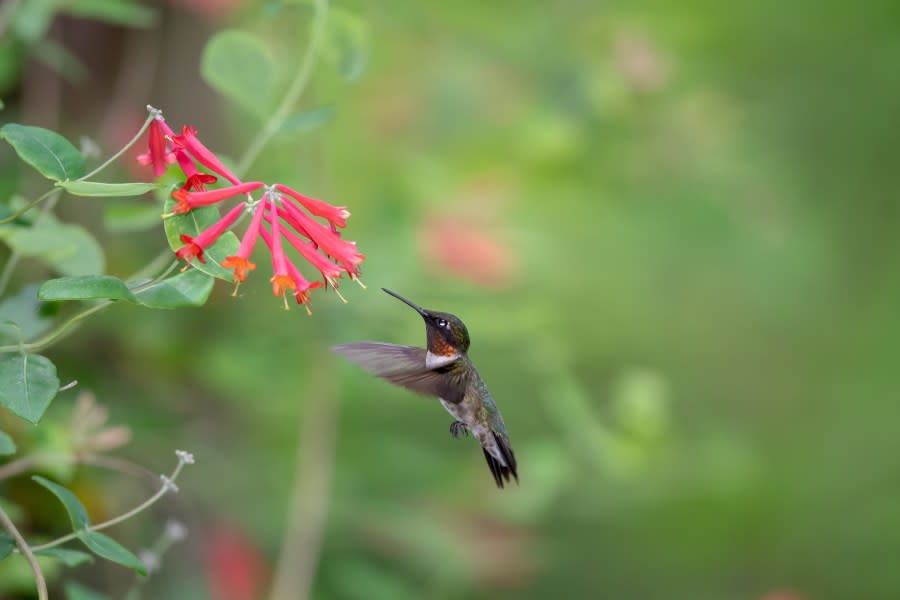 Ruby-throated hummingbirds are bright emerald or golden-green on their backs, with gray or white underparts. Males have an iridescent red throat. (Photo Courtesy/Ohio Division of Wildlife)