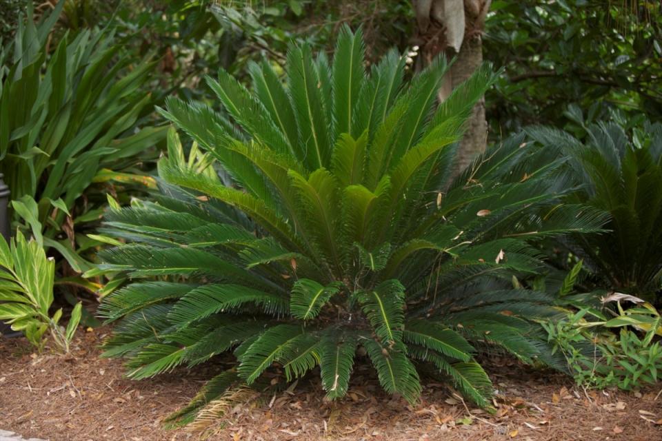 Sago palm plant