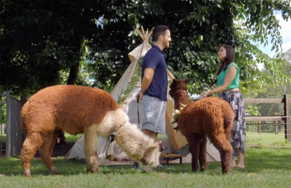 Married At First Sight star Matthew Bennett proposes to his fiancée Annabel Jameson at an alpaca farm. Photo: YouTube/No Going Back.