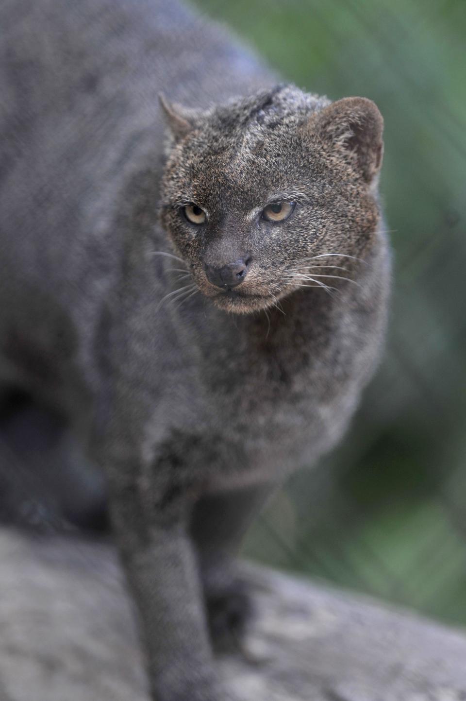 A Jaguarundi (herpailurus yagovaroundi) is seen in Guatemala's largest zoo, La Aurora, in Guatemala City on April 20, 2010. Numerous endangered species are held in captivity at La Aurora in an effort to preserve the species.