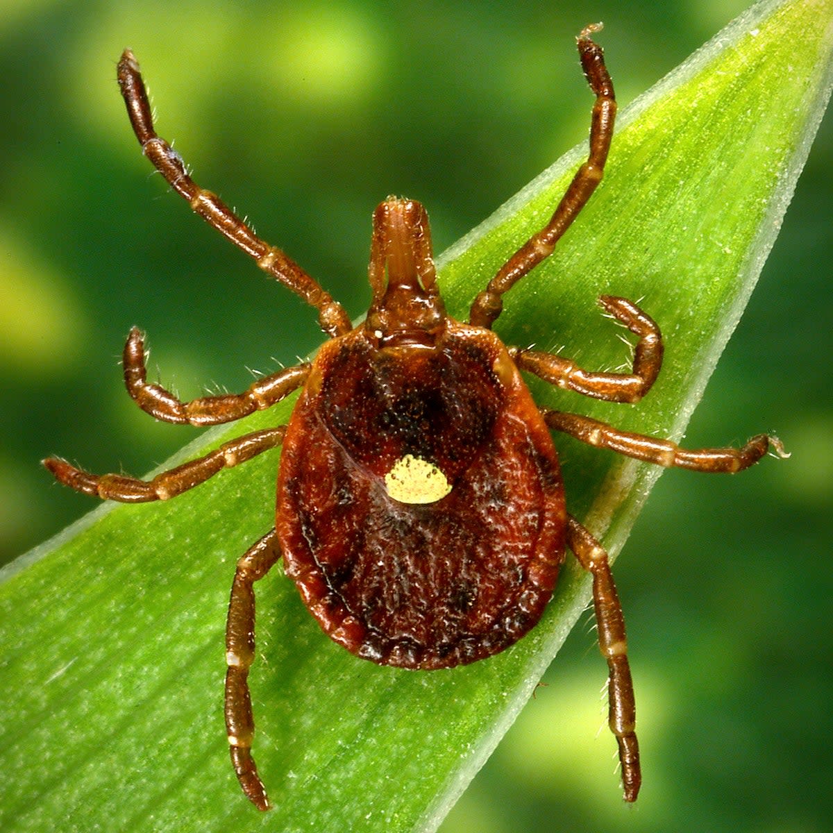 Female lone-star tick, known to spread AGS in the US (CDC)