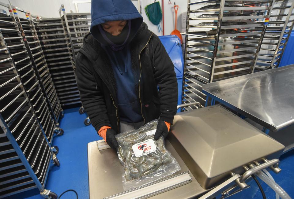 Jose Mesa Ozuna, processing supervisor at HomeGrown Shrimp, uses a packaging machine to vacuum and seal the frozen shrimp packaging to make the shrimp ready to sell, on Wednesday, Jan. 24, 2024, at their Homegrown Shrimp facility in Indiantown.