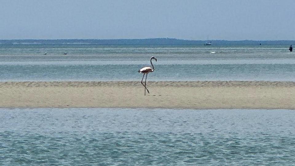 PHOTO: A flamingo is seen in Massachusetts' Cape Cod, at Chapin Beach in Dennis, June 2, 2024. (Samantha Roth)