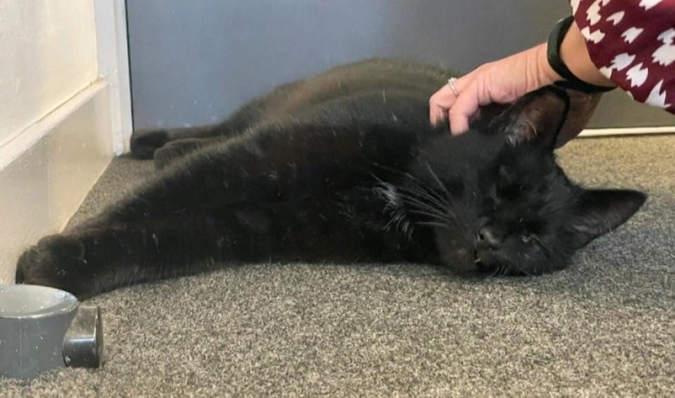 One-Eyed Cat Missing 5 Years Found Alive in Shipping Container and Took a Helicopter Back Home