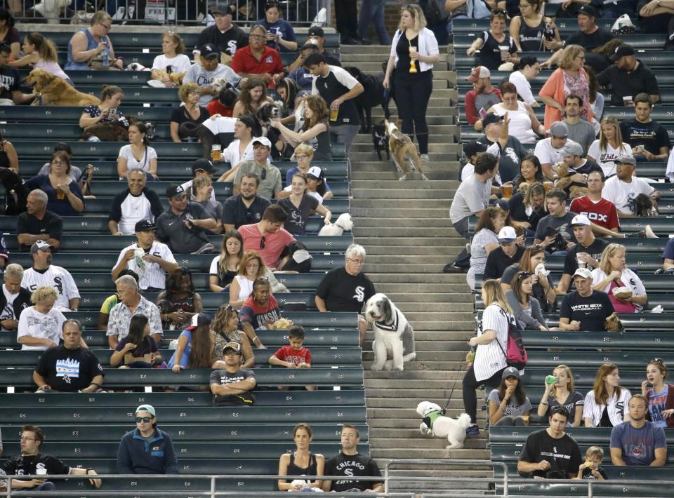 White Sox dogs