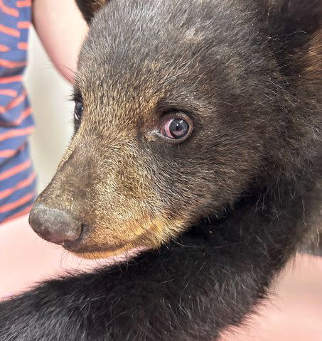 <p>Appalachian Wildlife Refuge</p> Bear cub at the Appalachian Wildlife Refuge