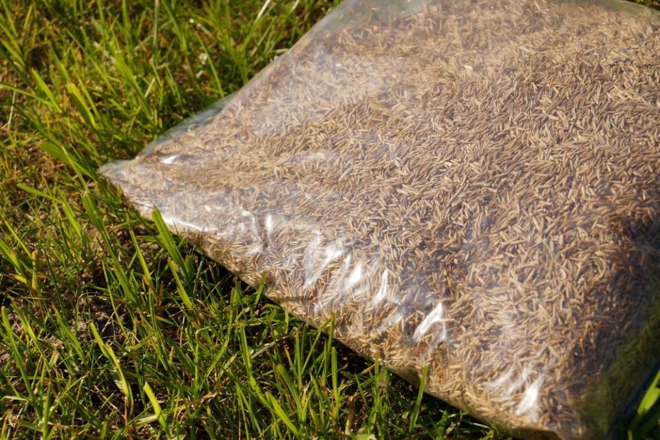 Seal plastic bag of grass seed in a grass lawn. 