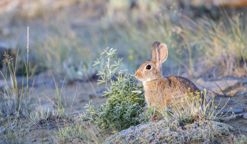 USA, Wyoming, Sublette County, Nuttalls Cottontail Rabbit