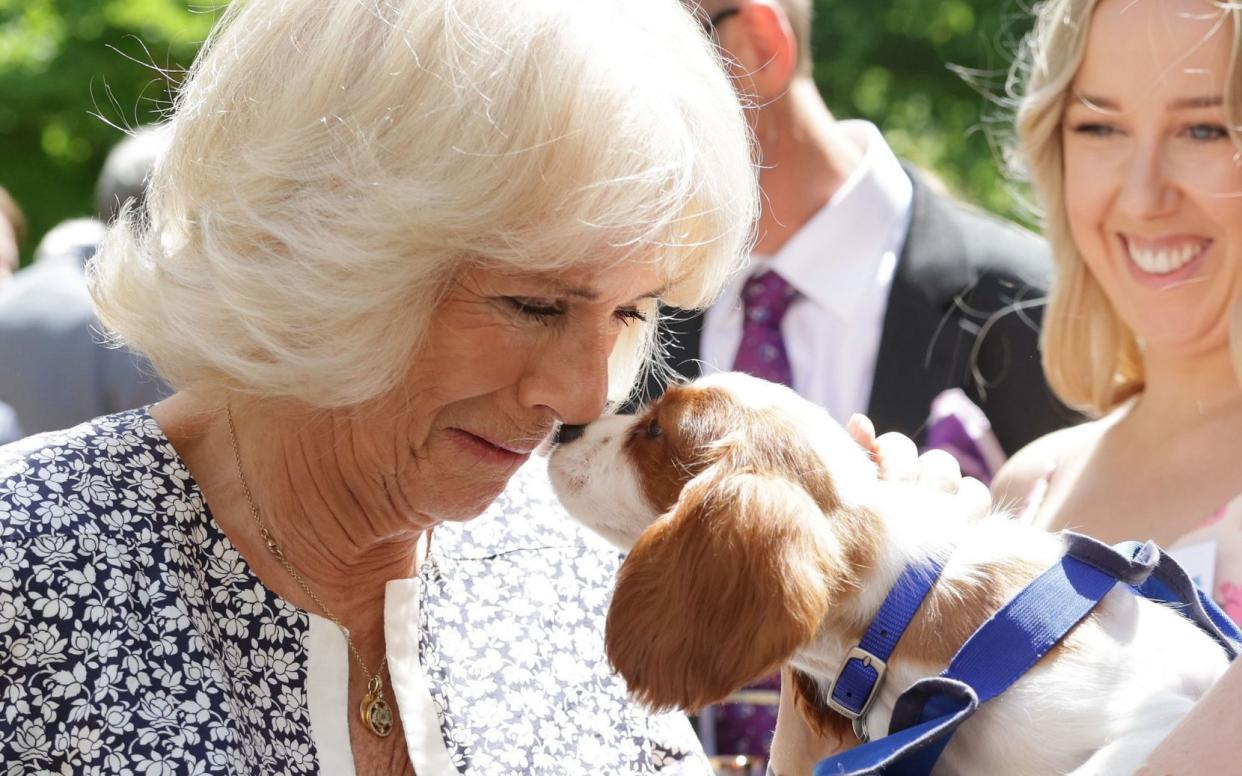 The Duchess of Cornwall enjoys the company of Flora, a King Charles Spaniel puppy, as she hosts a reception at Clarence House - Chris Jackson/PA Wire