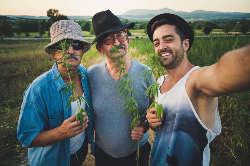 Three men in a field with cannabis plants. 