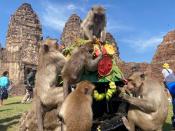 Annual Monkey Festival resumes in Thailand's Lopburi province