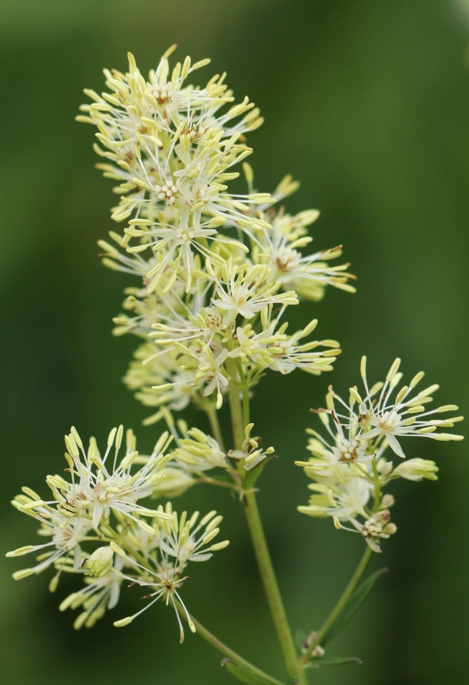 the flower of a common meadow rue plant, thalictrum flavum, growing along the side of a stream