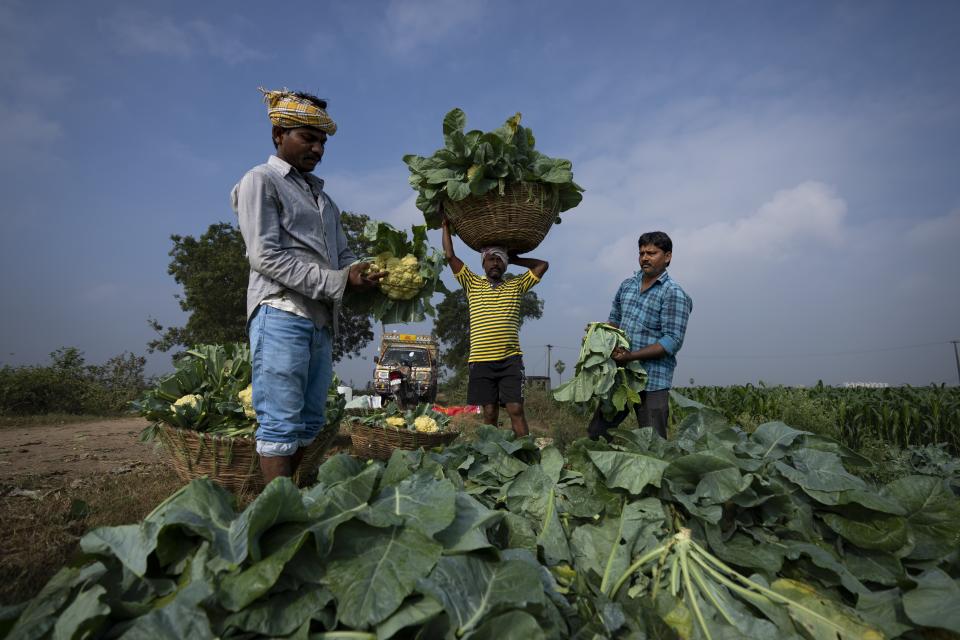 Farm workers pack freshly harvested cauliflowers at a farm in Pedavuppudu village, Guntur district of southern India's Andhra Pradesh state, Monday, Feb. 12, 2024. (AP Photo/Altaf Qadri)