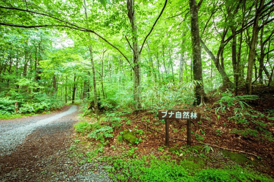 前往「山毛櫸原生自然林」的路途還算平坦好走。（日本觀光局JNTO提供）