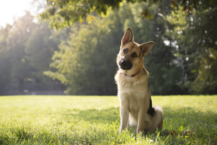 A German shepherd in a field, cocking his head.