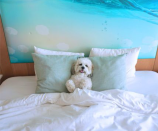 <p>The hotel’s pet friendly travel program has a bunch of inclusions. Photo: Supplied/Paséa Hotel & Spa </p>