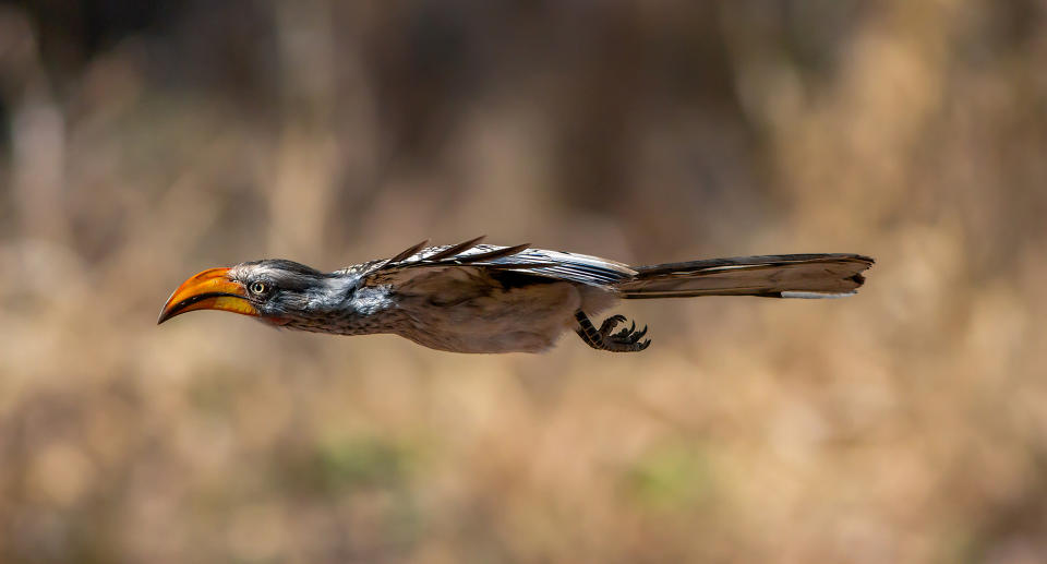 Animals in flight