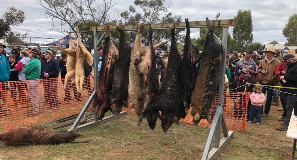 Several wild boars hanging after being killed dueing Ivanhoe Pig Comp. 