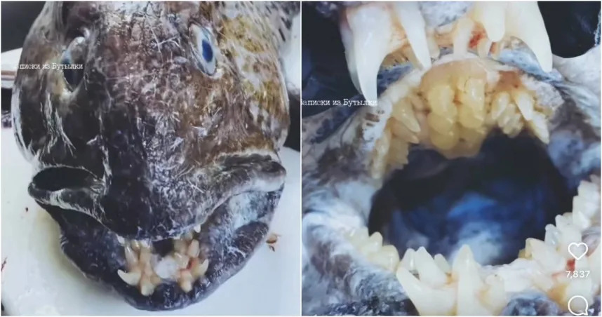 這隻狼鰻牙齒很多很密集，看了毛骨悚然。（圖／翻攝自Instagram @rfedortsov_official_account）