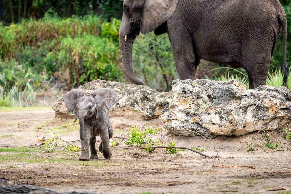 <p>Walt Disney World</p> Baby elephant Corra debuts at Disney