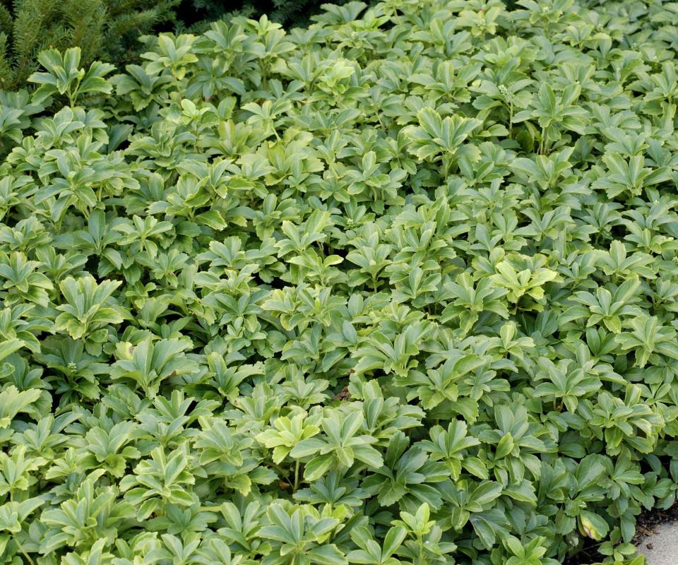 Pachysandra, green leaves