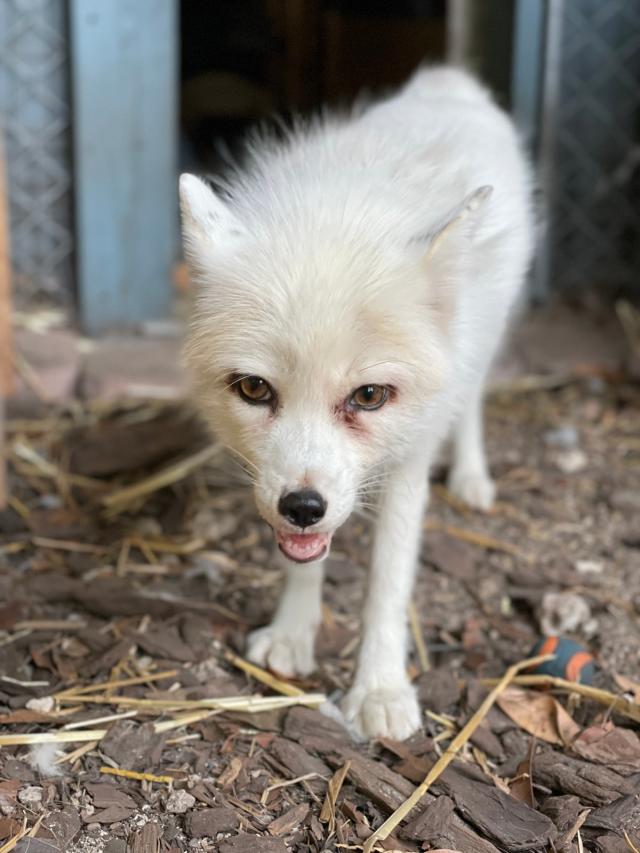 Fluffball foxes wander thousands of kilometres to find a home
