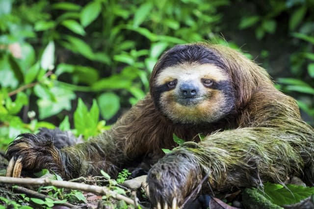 A sloth stops to pose for a photograph in Costa Rica.