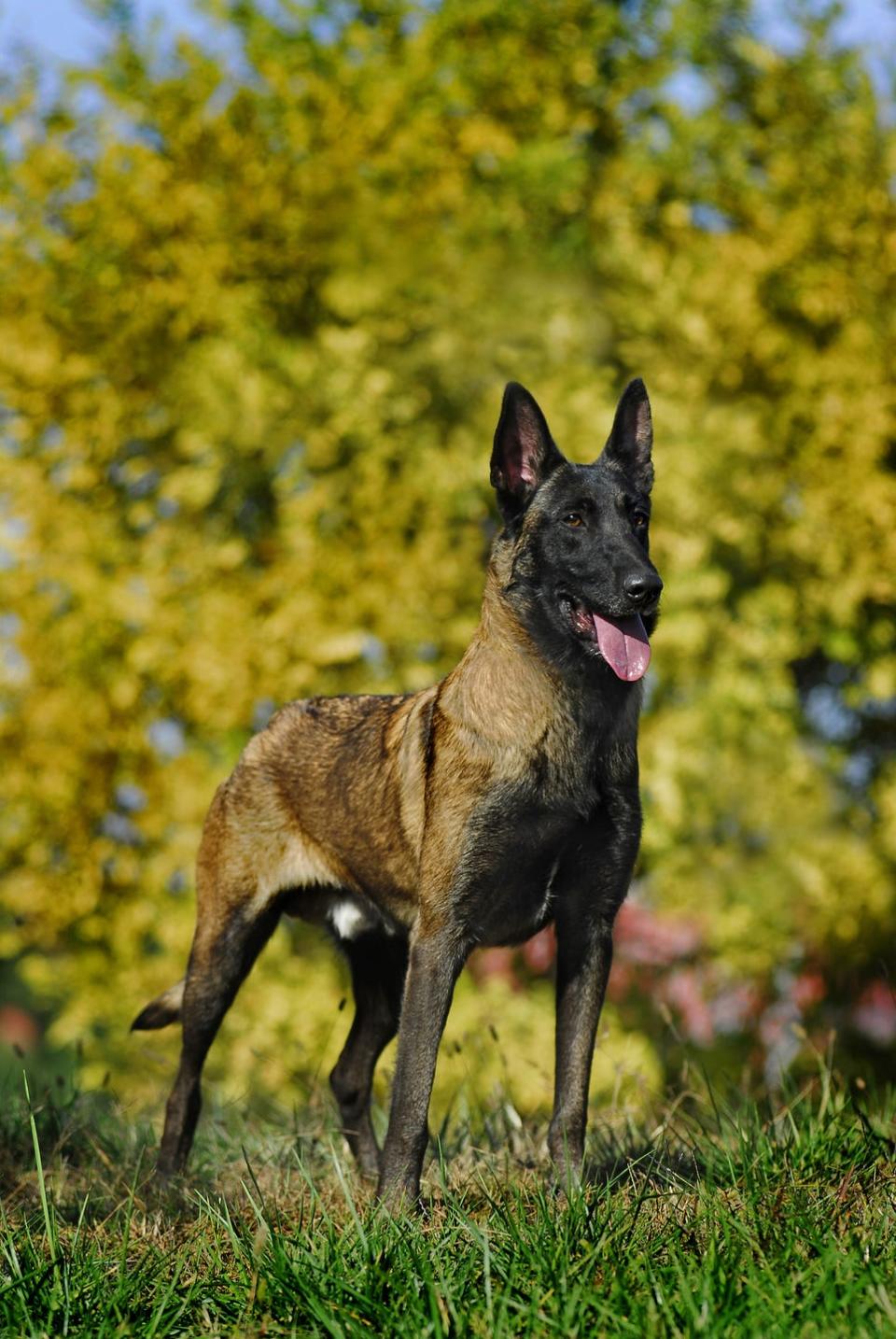 <p>These herders are incredibly smart and loyal protectors, which explains why they're the preferred breed for the <a href="http://www.texasmonthly.com/articles/dogs-of-war/" rel="nofollow noopener" target="_blank" data-ylk="slk:military;elm:context_link;itc:0;sec:content-canvas" class="link ">military</a> and <a href="https://www.washingtonpost.com/news/morning-mix/wp/2014/09/23/the-belgian-malinois-the-dog-the-white-house-didnt-use-on-fence-jumping-intruder/" rel="nofollow noopener" target="_blank" data-ylk="slk:Secret Service;elm:context_link;itc:0;sec:content-canvas" class="link ">Secret Service</a>. Understandably, Mals require plenty of exercise and stimulation and they're happiest when they're given a job to do.</p><p><strong>Weight: 40-80 pounds</strong></p>