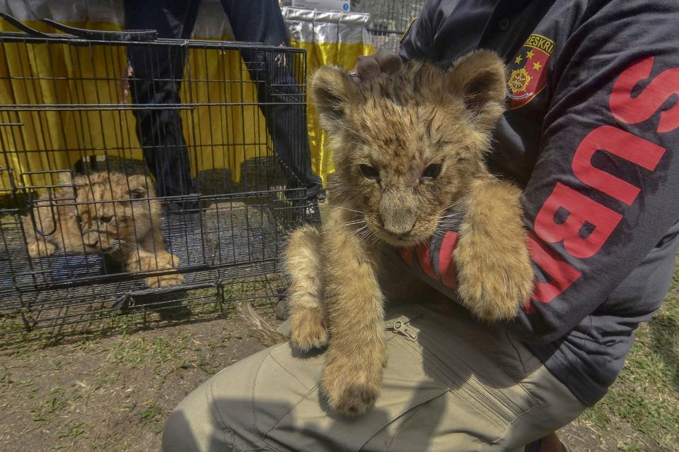 Illegal wildlife trafficking is widespread in Southeast Asia (AFP via Getty Images)